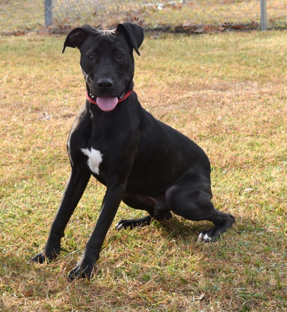 Enlarge Gunner, a Adoptable mixed breed in Kingsland, GA image 2/3