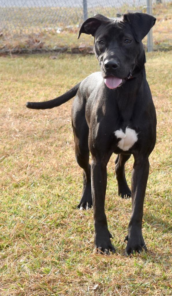 Enlarge Gunner, a Adoptable mixed breed in Kingsland, GA image 3/3
