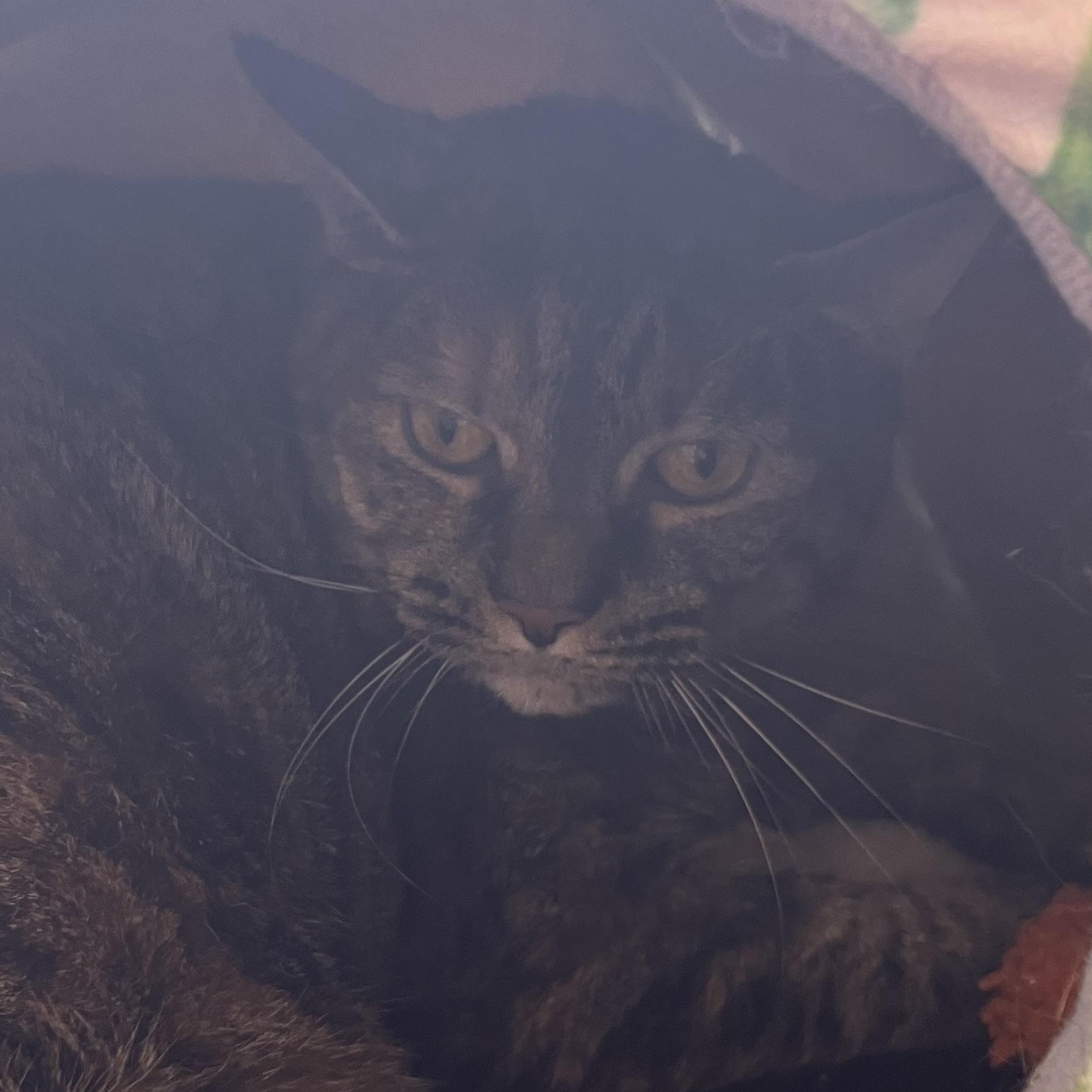 Daisy, Adoptable, Senior Female Domestic Short Hair.