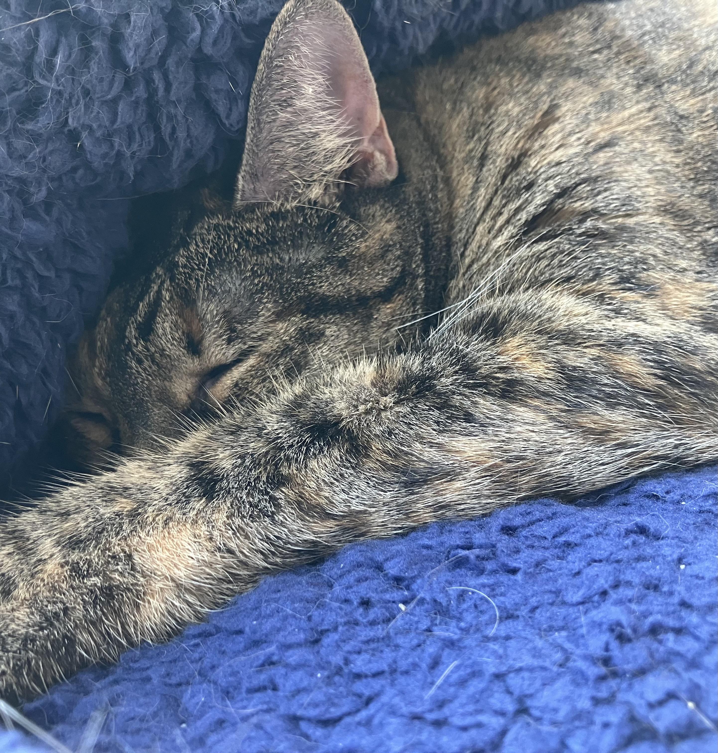 Daisy, a Adoptable Domestic Short Hair in Parma, OH image 2/2