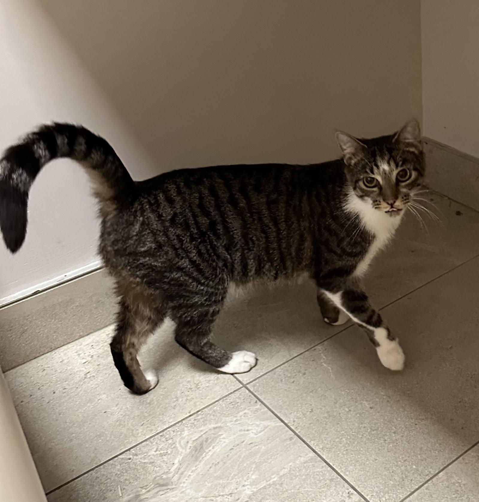 Momma Kitty, Adoptable, Adult Female Domestic Short Hair.
