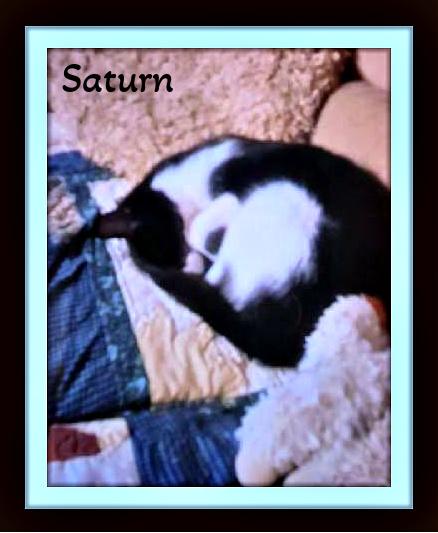Saturn - Snuggle Buddy photo 1