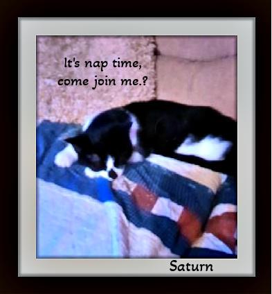 Saturn - Snuggle Buddy, Bursting with Personality!, a Adoptable Domestic Short Hair in Snow Camp, NC image 2/3