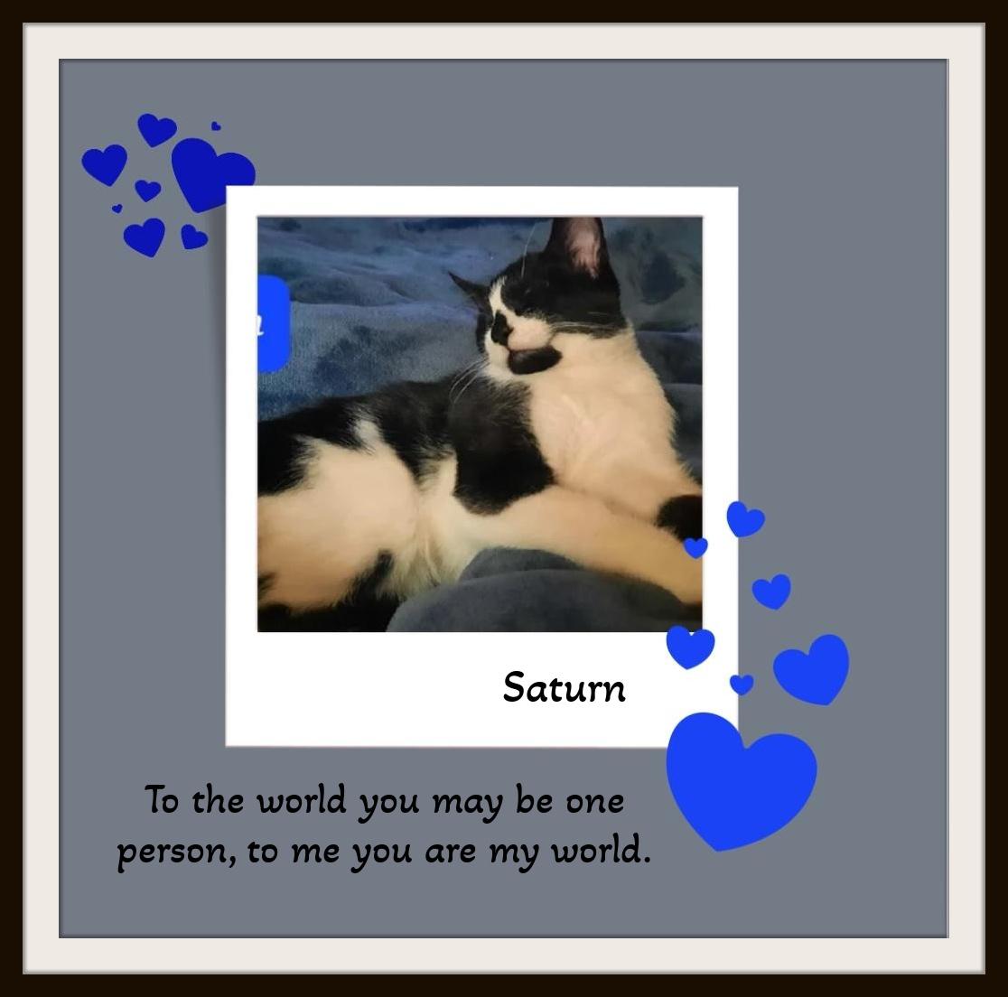Saturn - Snuggle Buddy, Bursting with Personality!, a Adoptable Domestic Short Hair in Snow Camp, NC image 3/3
