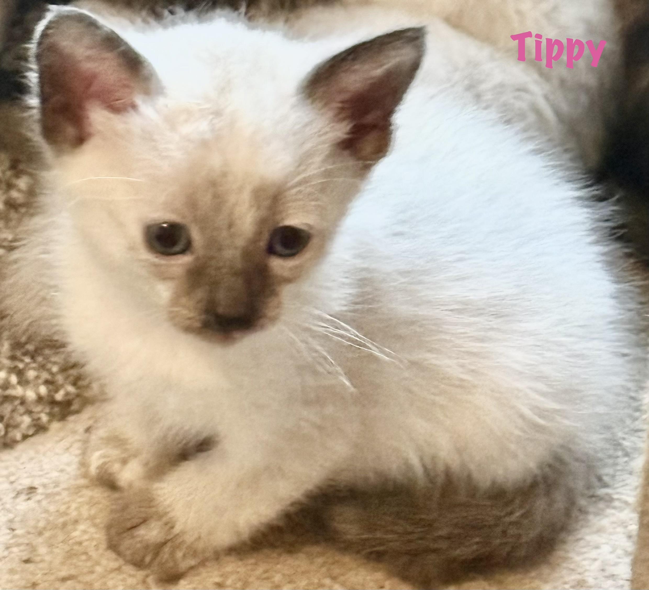 Tippy, adopted, Kitten Female Siamese & Tabby.