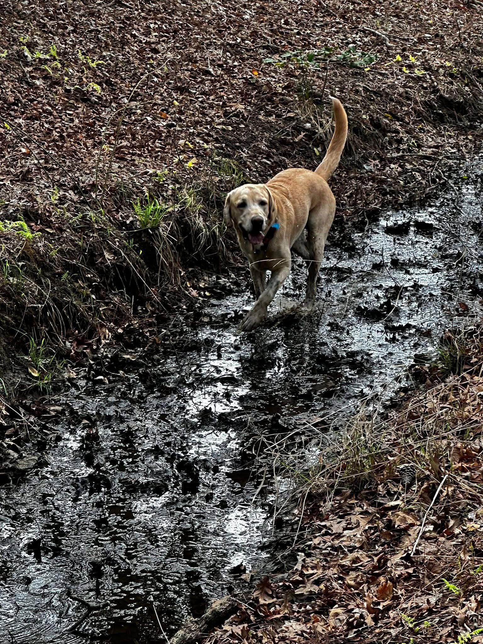 Tanner, Adoptable, Young Male Labrador Retriever.