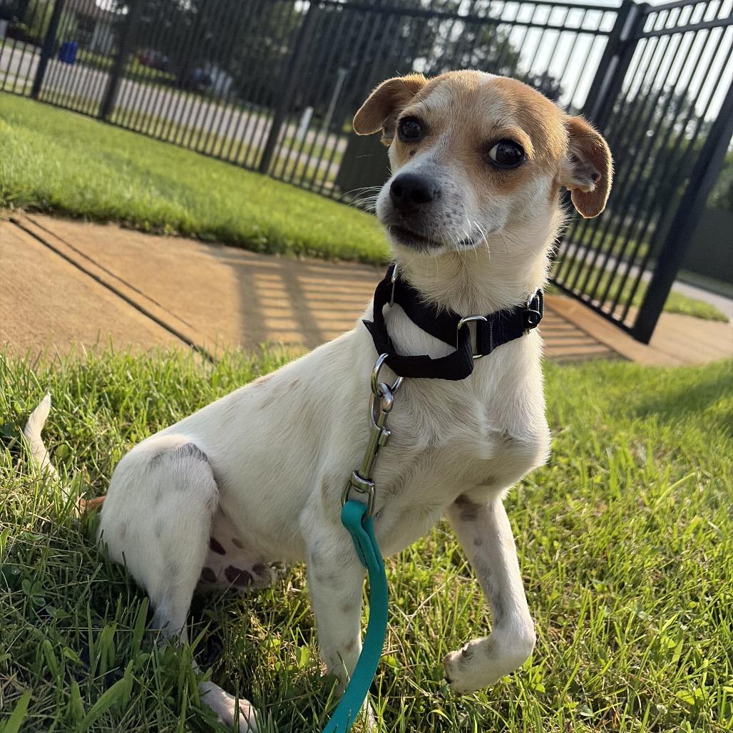 Orville, a Adoptable Mixed Breed in Canal Winchester, OH image 2/3