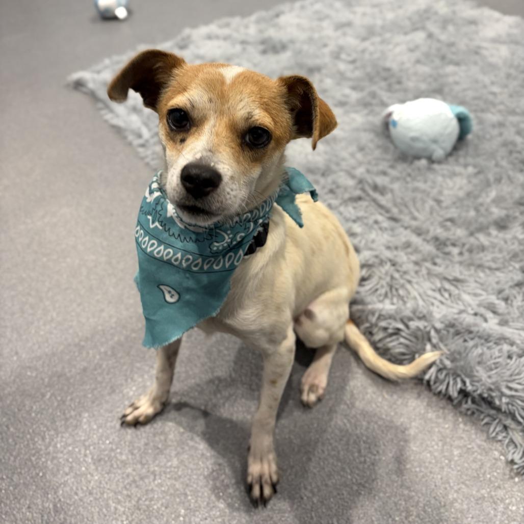 Orville, a Adoptable Mixed Breed in Canal Winchester, OH image 1/3
