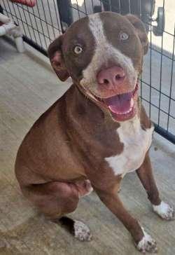 Enlarge Gunner, a Adoptable mixed breed in Sudbury, MA image 2/2