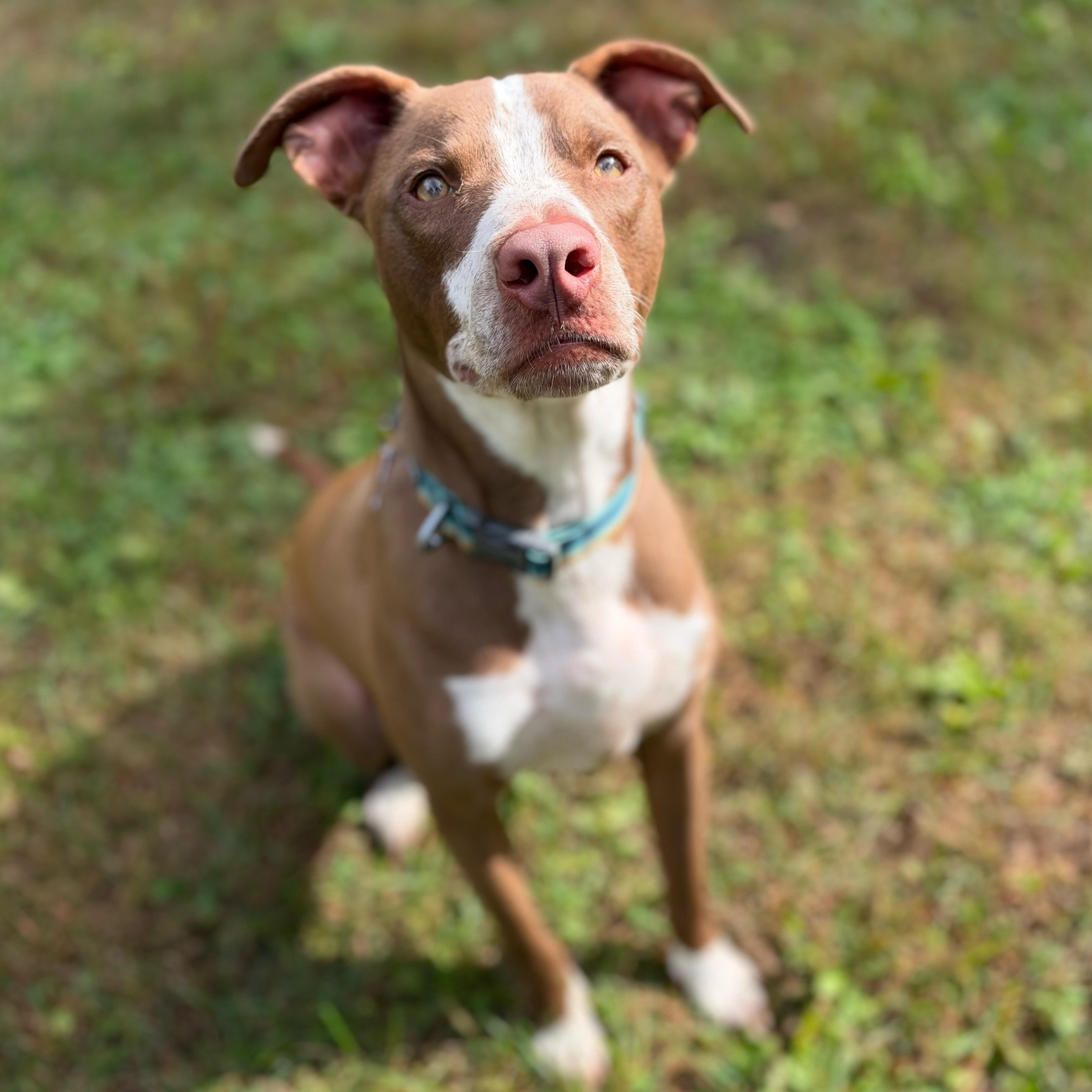 Enlarge Gunner, a Adoptable mixed breed in Sudbury, MA image 1/2