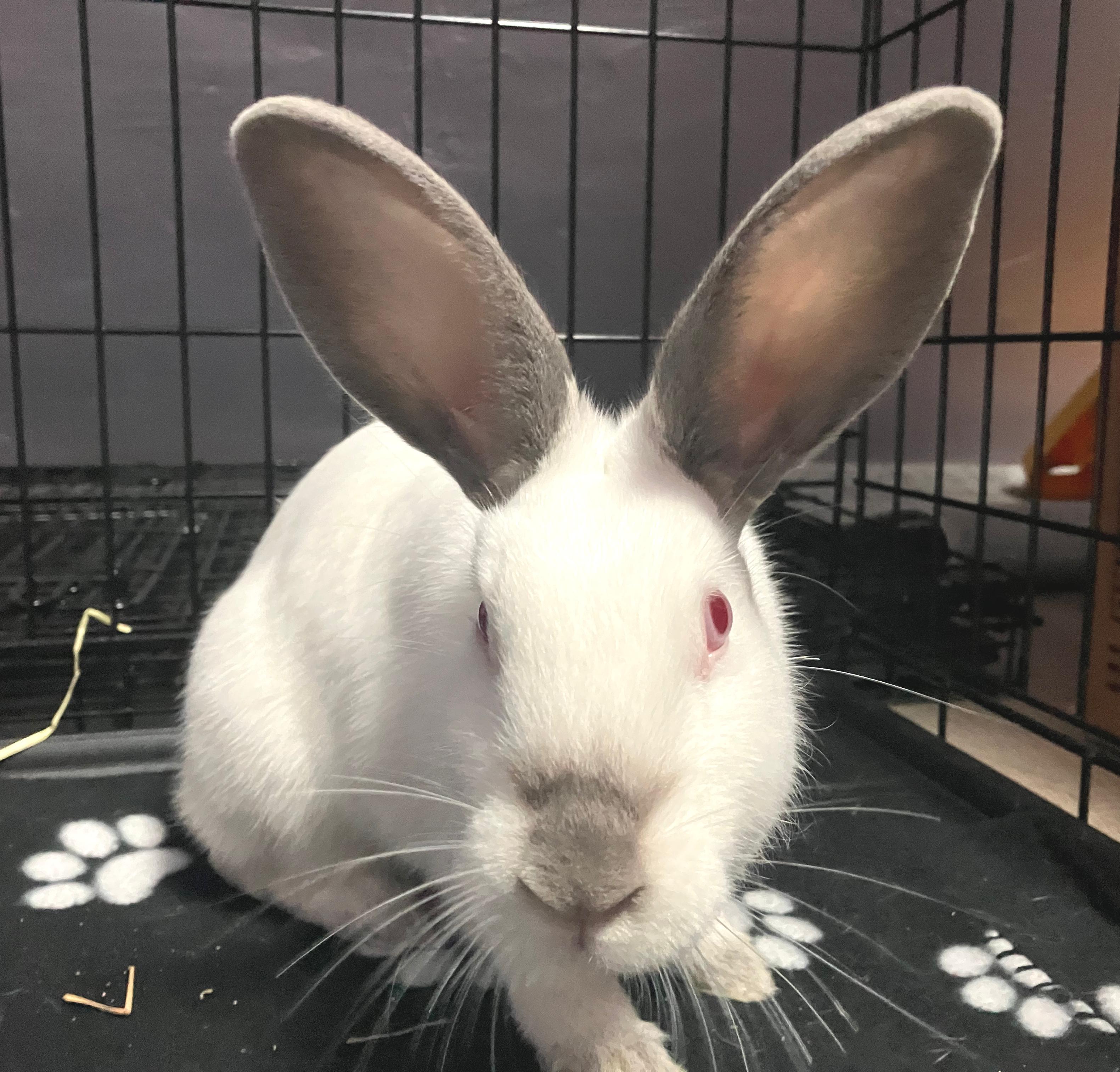 Enlarge Sage, a ADOPTABLE Californian in Oshkosh, WI image 3/5