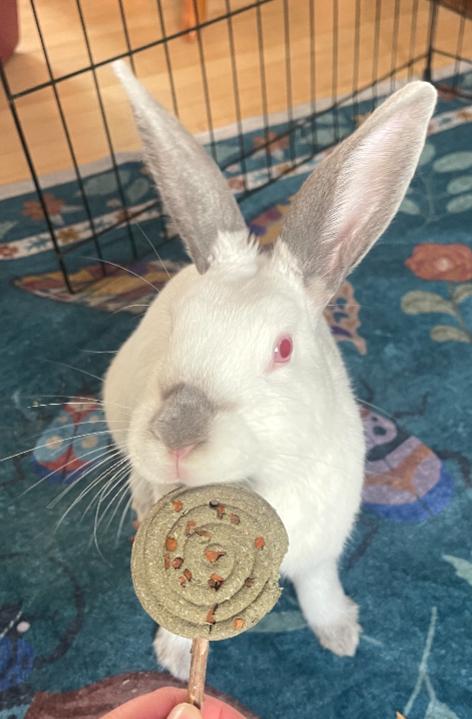 Enlarge Sage, a ADOPTABLE Californian in Oshkosh, WI image 2/5