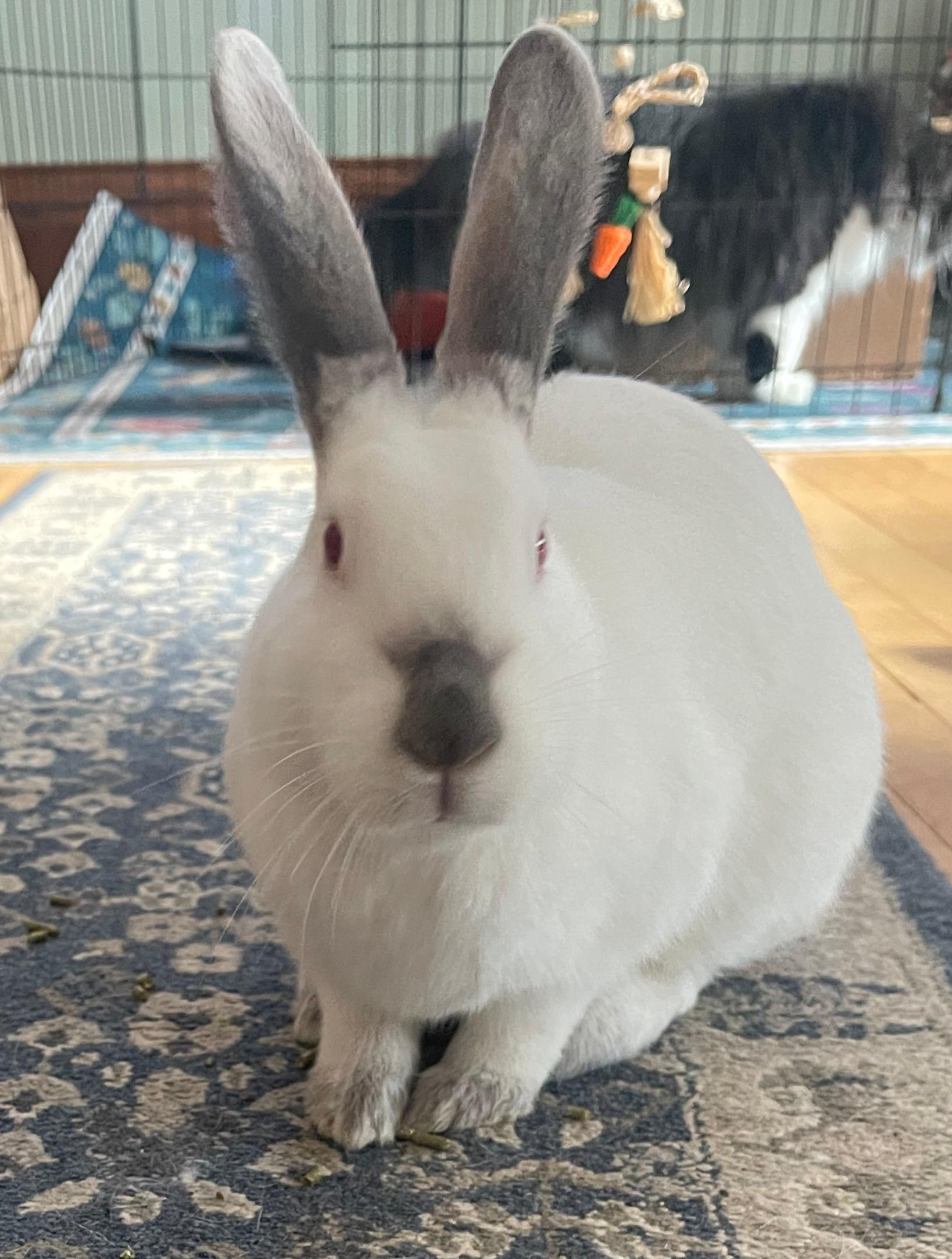 Sage, adoptable, Young Female Californian.