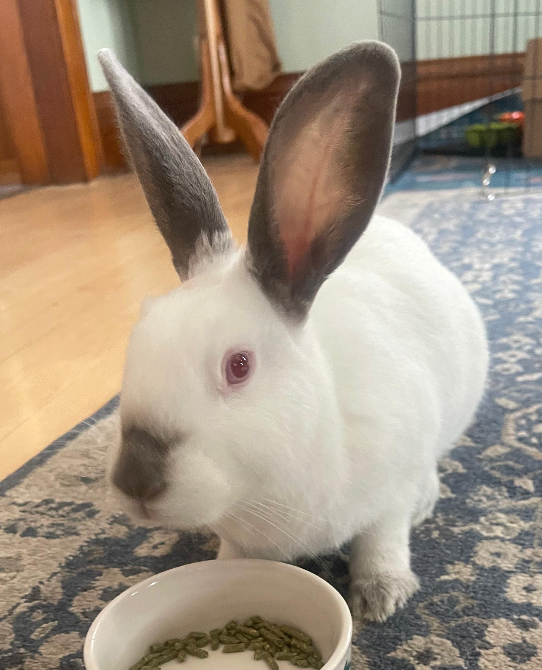 Sage, ADOPTABLE, Young Female Californian.
