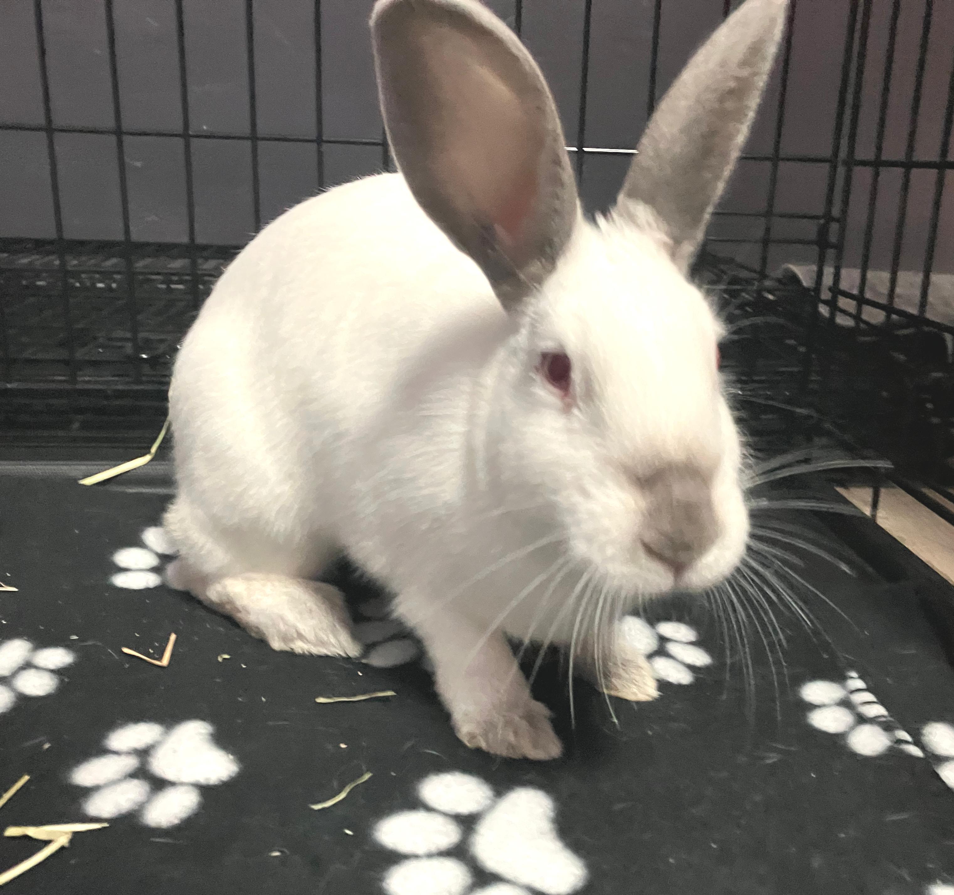 Enlarge Sage, a ADOPTABLE Californian in Oshkosh, WI image 4/5