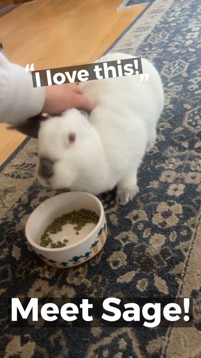 Enlarge Sage, a ADOPTABLE Californian in Oshkosh, WI video 5/5