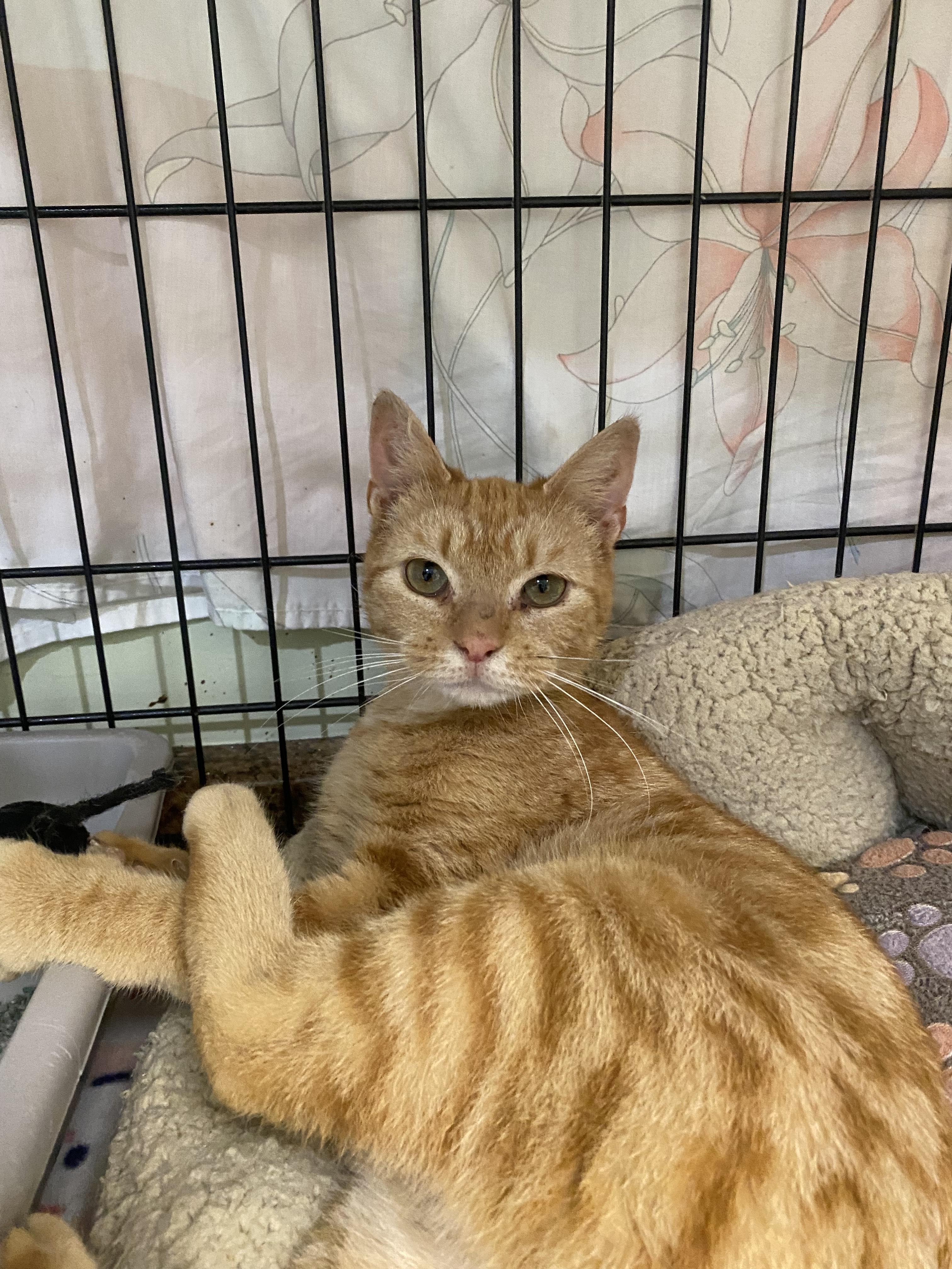 Enlarge Honey, a Adopted Domestic Short Hair in Cape May, NJ image 1/1