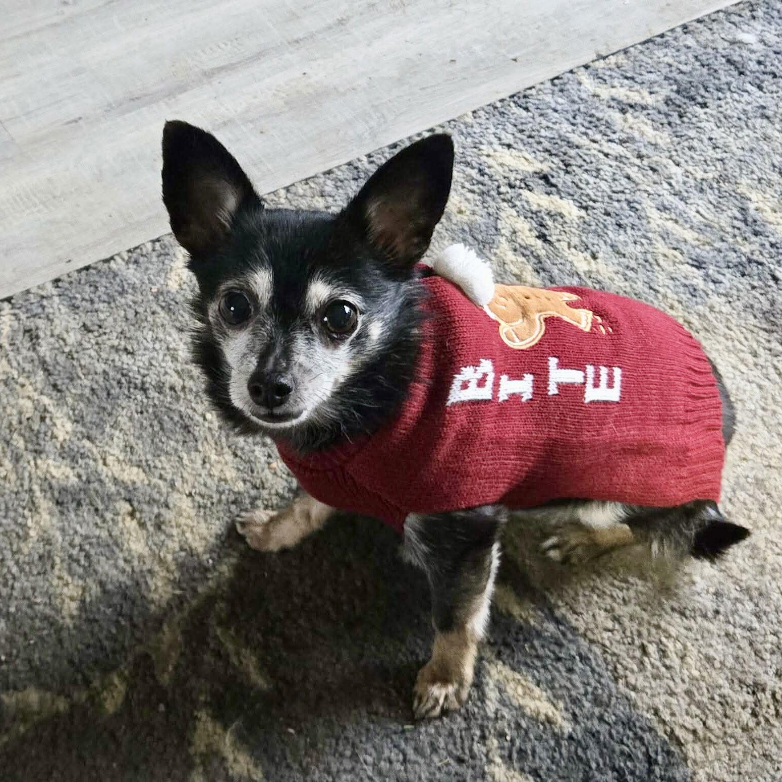 Isabella, a Adoptable Chihuahua in Garner, NC image 1/3