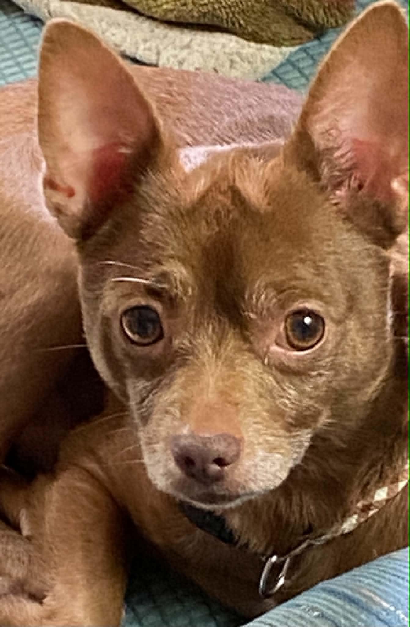 Bean, a ADOPTABLE Chihuahua in Celina, OH image 1/6