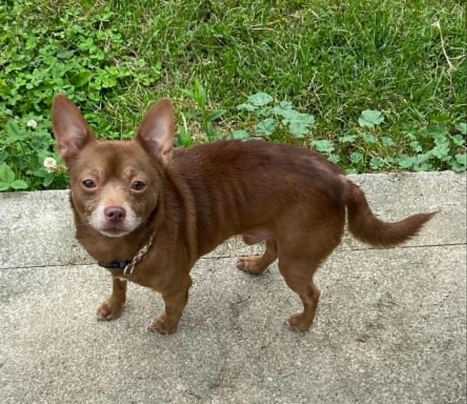 Bean, a ADOPTABLE Chihuahua in Celina, OH image 4/6
