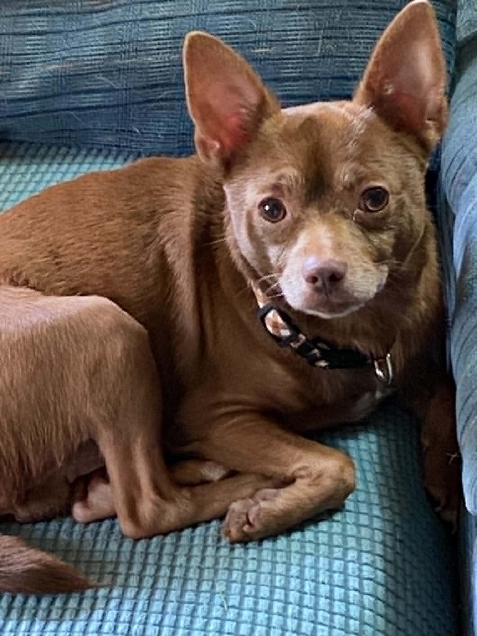 Bean, a ADOPTABLE Chihuahua in Celina, OH image 5/6