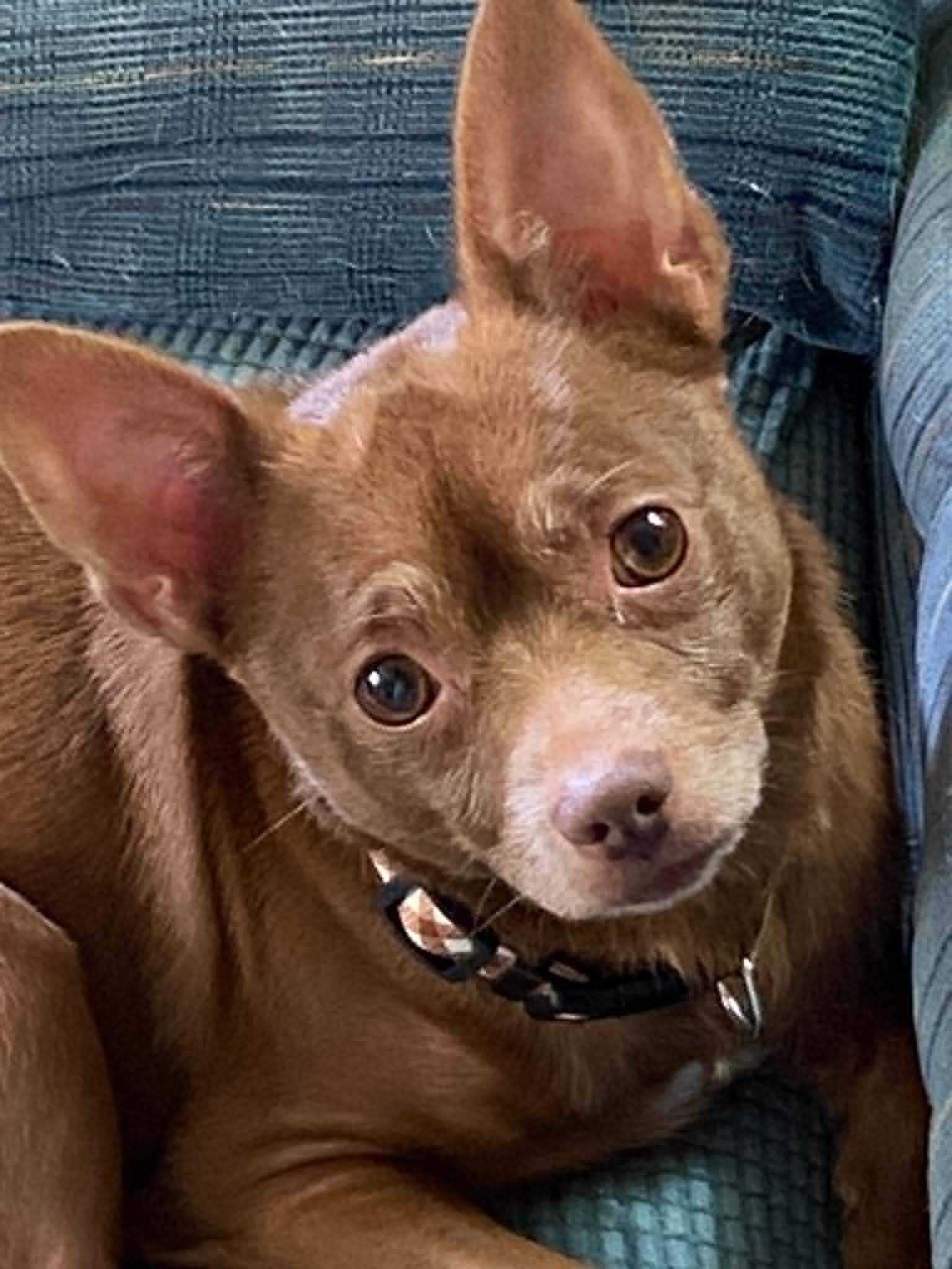 Bean, a ADOPTABLE Chihuahua in Celina, OH image 2/6