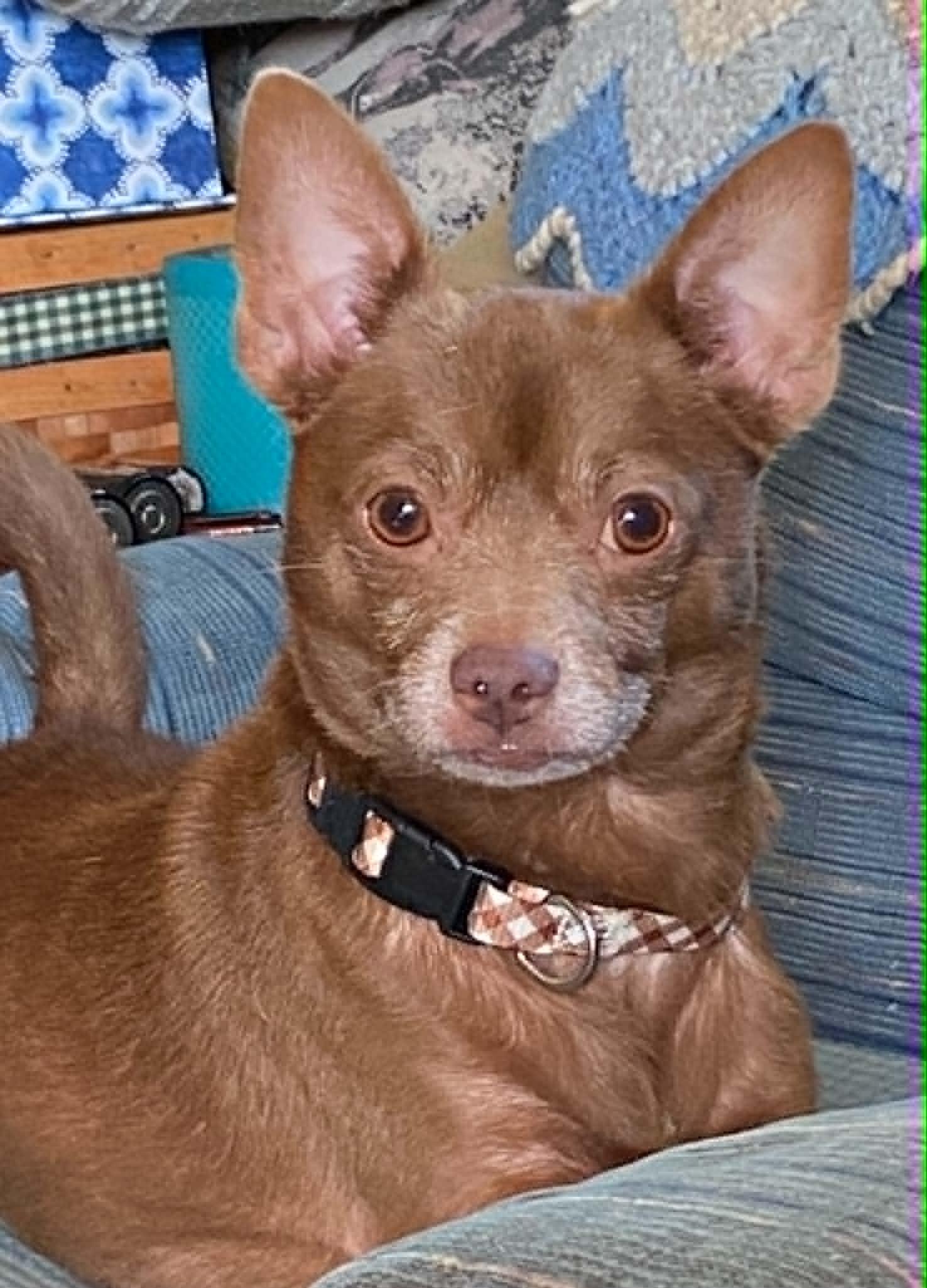 Bean, a ADOPTABLE Chihuahua in Celina, OH image 3/6