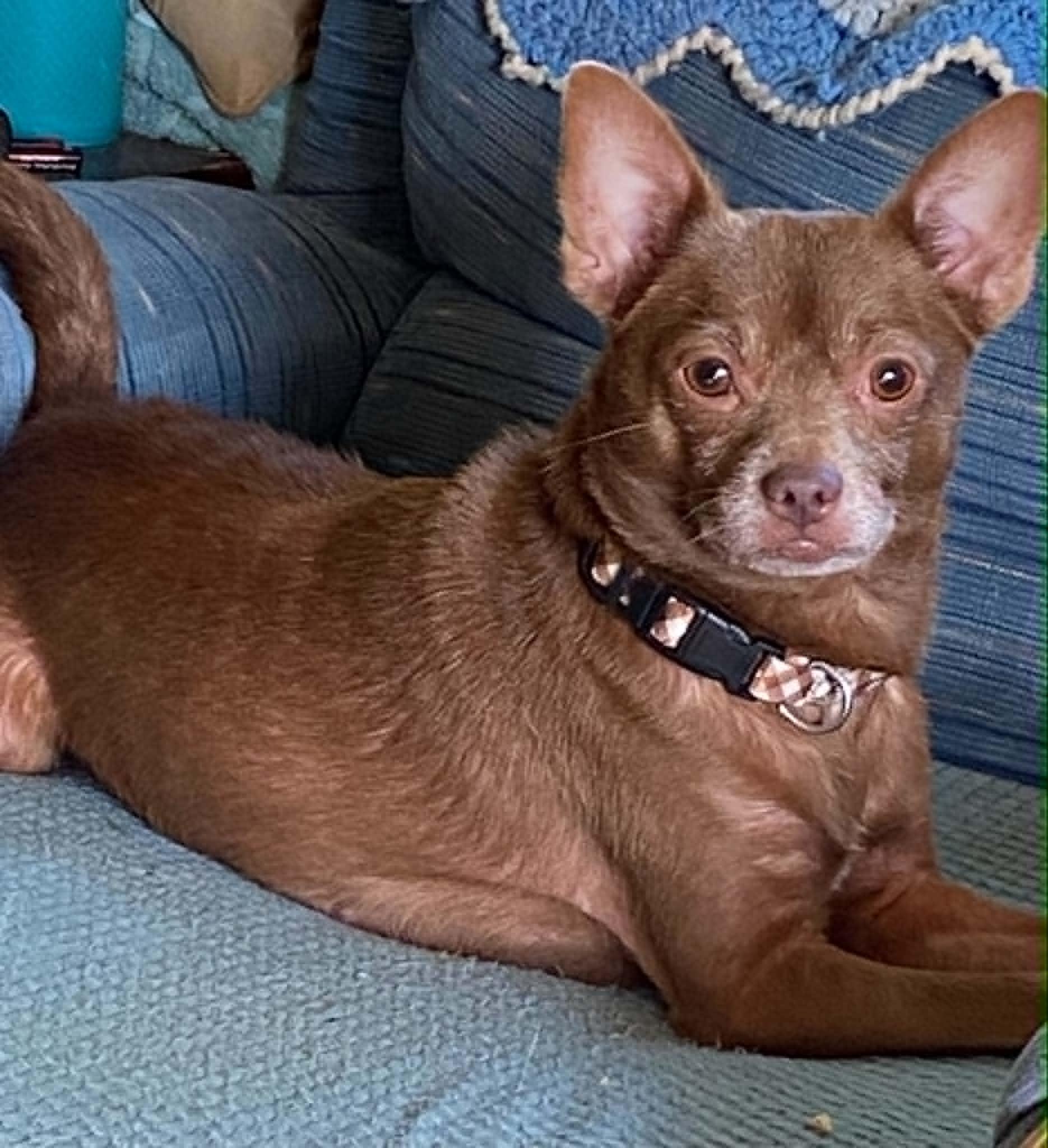 Bean, a ADOPTABLE Chihuahua in Celina, OH image 6/6