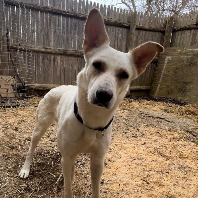 Dog for adoption Chloe (Blind and has Seizures), a Labrador Retriever