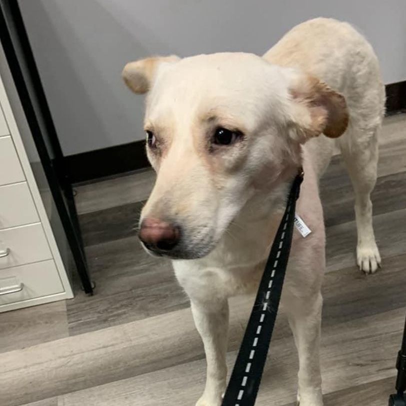 Dog for adoption Chloe (Blind and has Seizures), a Labrador Retriever