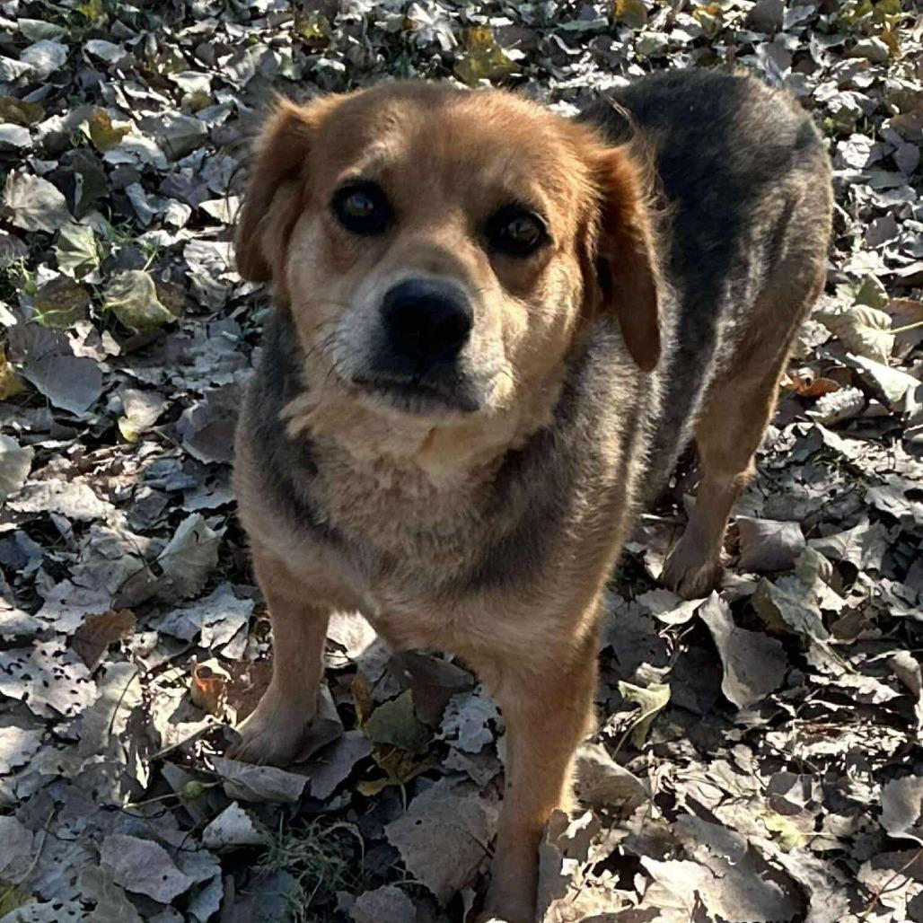 Enlarge Dixie, a Adoptable mixed breed in Madill, OK image 1/1