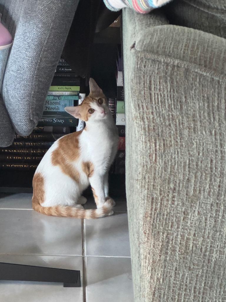 Cream, Adoptable, Kitten Female Domestic Short Hair.