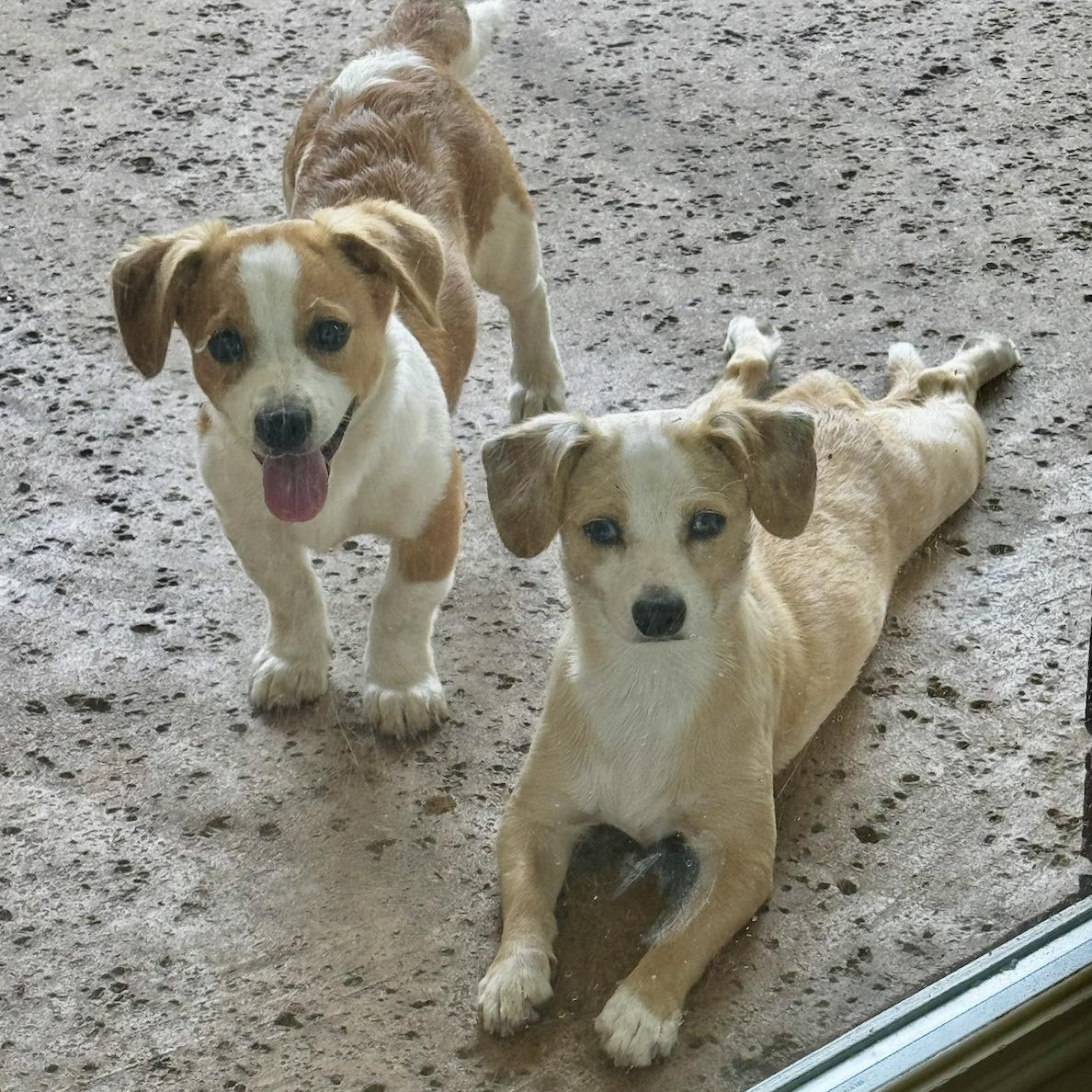 Enlarge Macie and Anderson, a Adoptable mixed breed in Boston, MA image 1/6