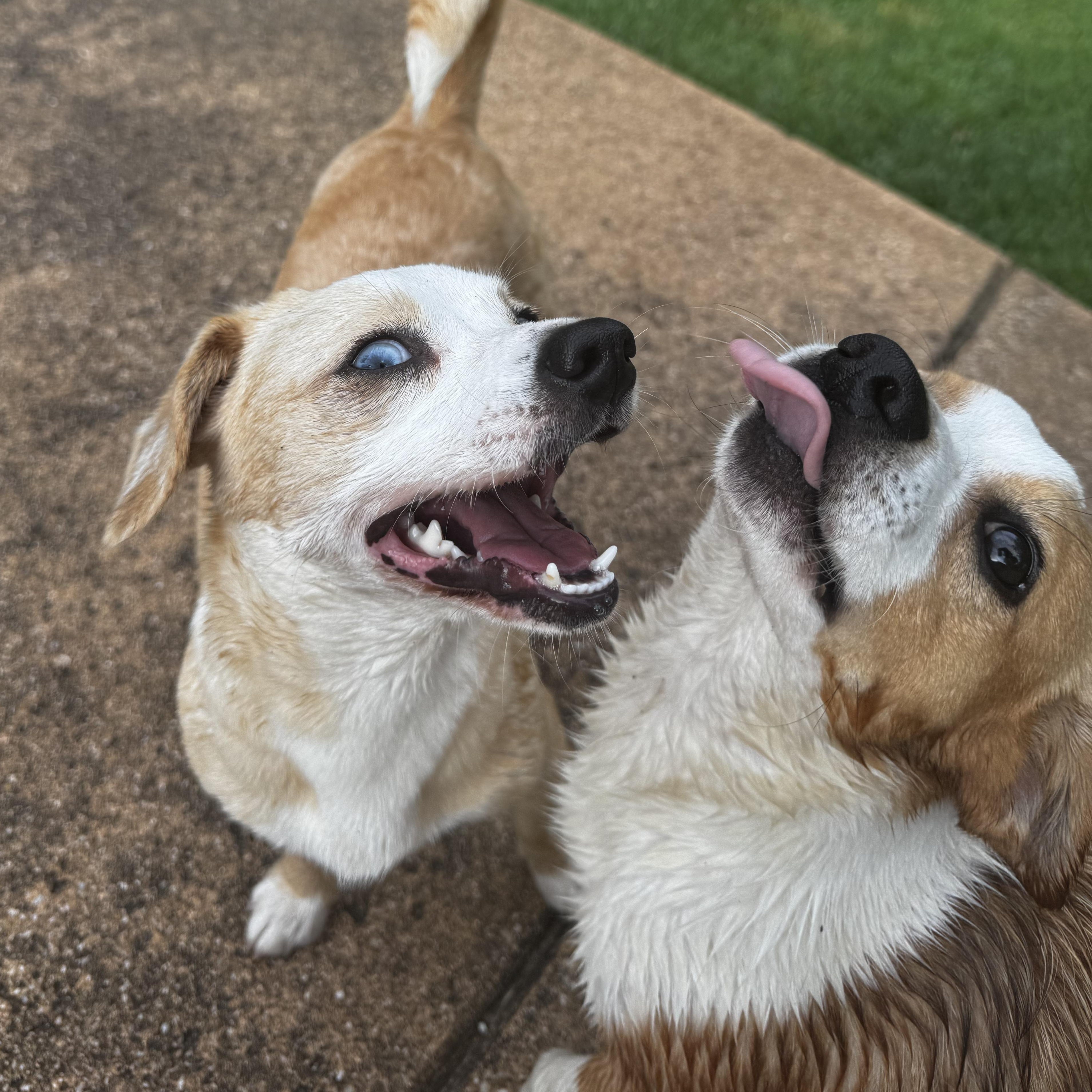 Enlarge Macie and Anderson, a Adoptable mixed breed in Boston, MA image 5/6