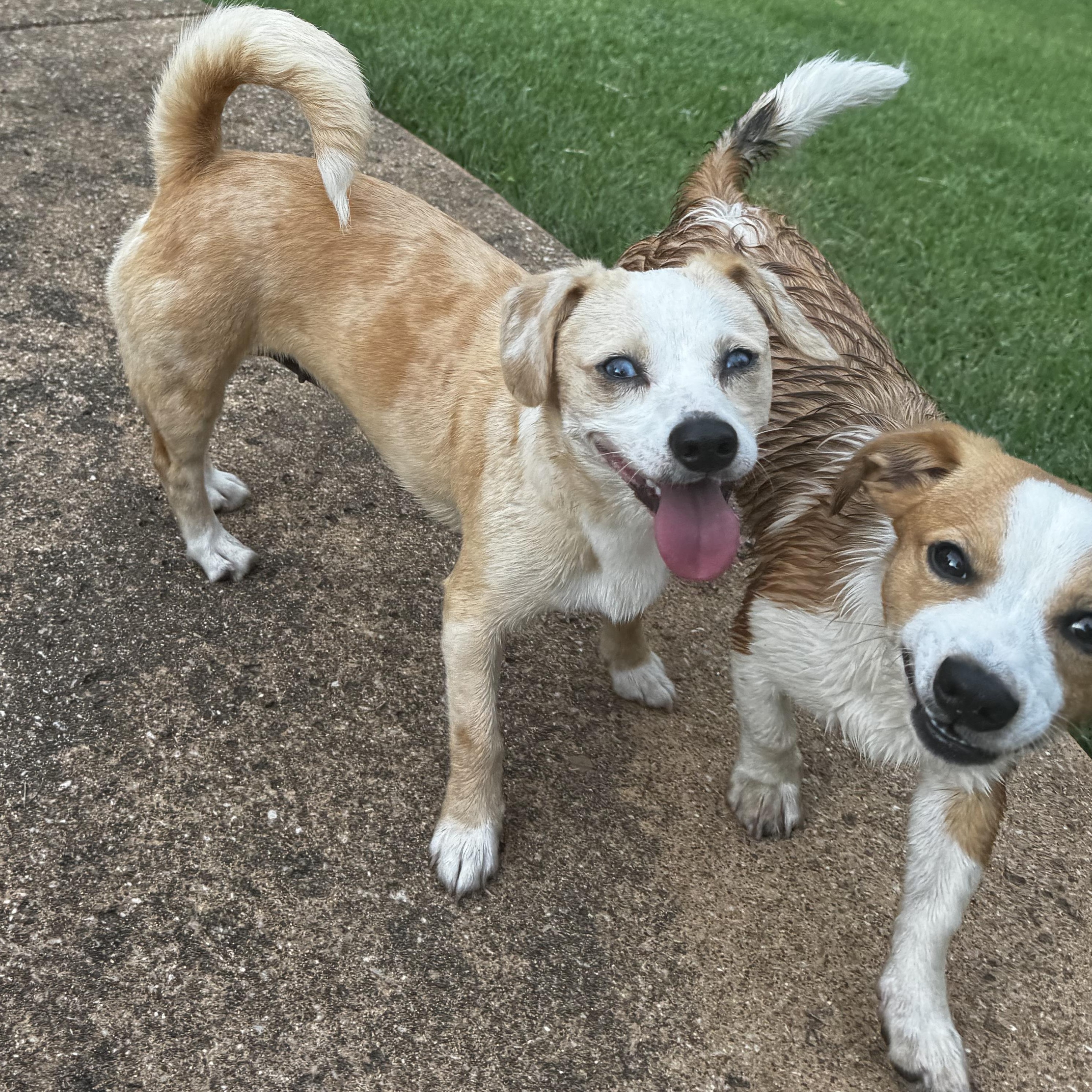 Enlarge Macie and Anderson, a Adoptable mixed breed in Boston, MA image 3/6