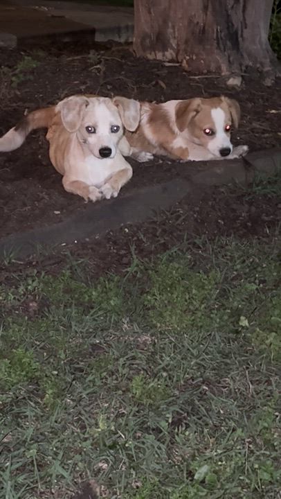 Enlarge Macie and Anderson, a Adoptable mixed breed in Boston, MA video 6/6