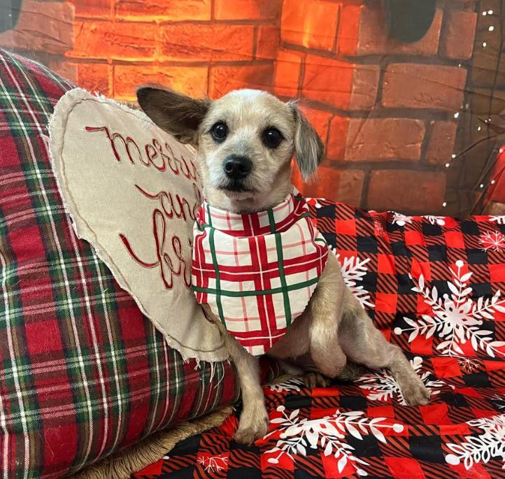 Enlarge Lacy Ann in RI, a Adoptable Schnauzer in Cranston, RI image 1/3