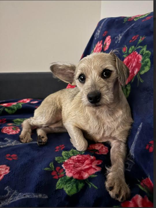 Enlarge Lacy Ann in RI, a Adoptable Schnauzer in Cranston, RI image 2/3