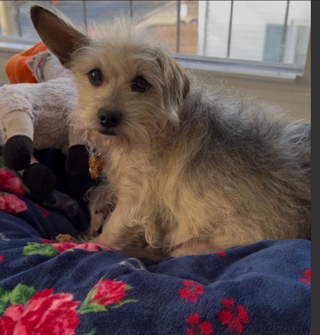 Enlarge Lacy Ann in RI, a Adoptable Schnauzer in Cranston, RI image 3/3