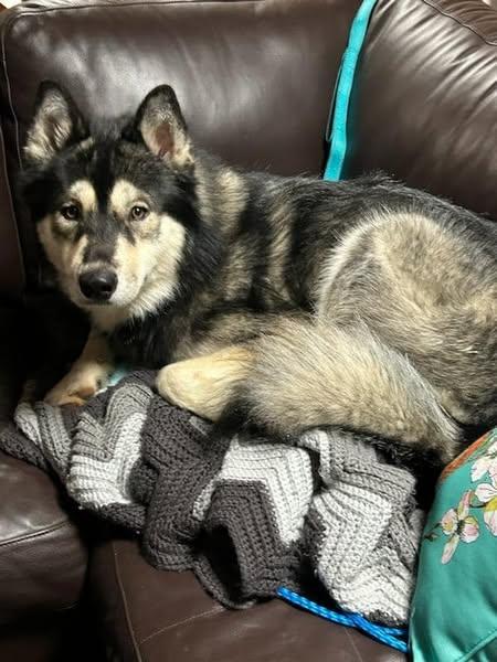 Baloo, a Adoptable Siberian Husky in Catawissa, PA image 1/5