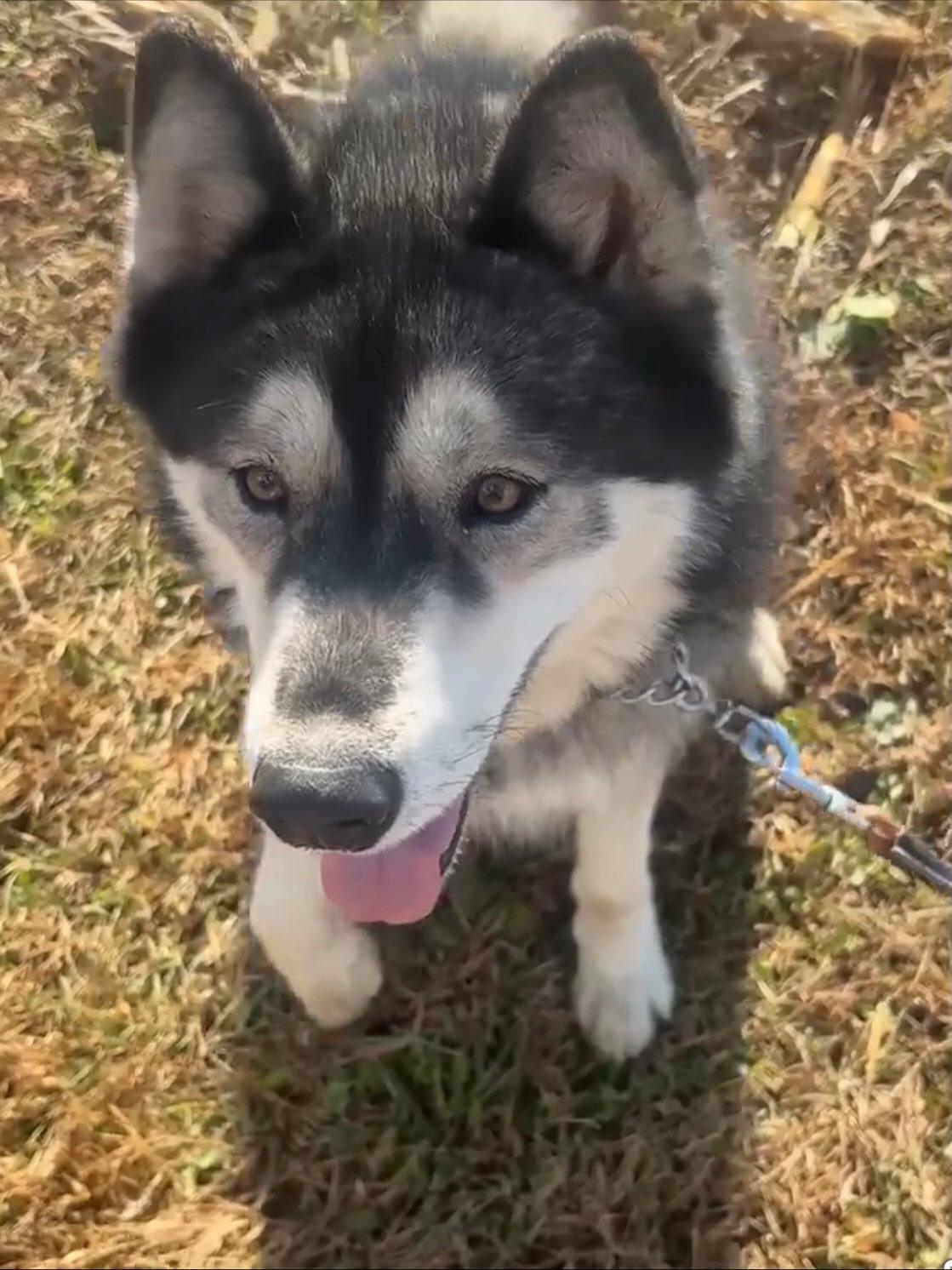 Baloo, a Adoptable Siberian Husky in Catawissa, PA image 2/5