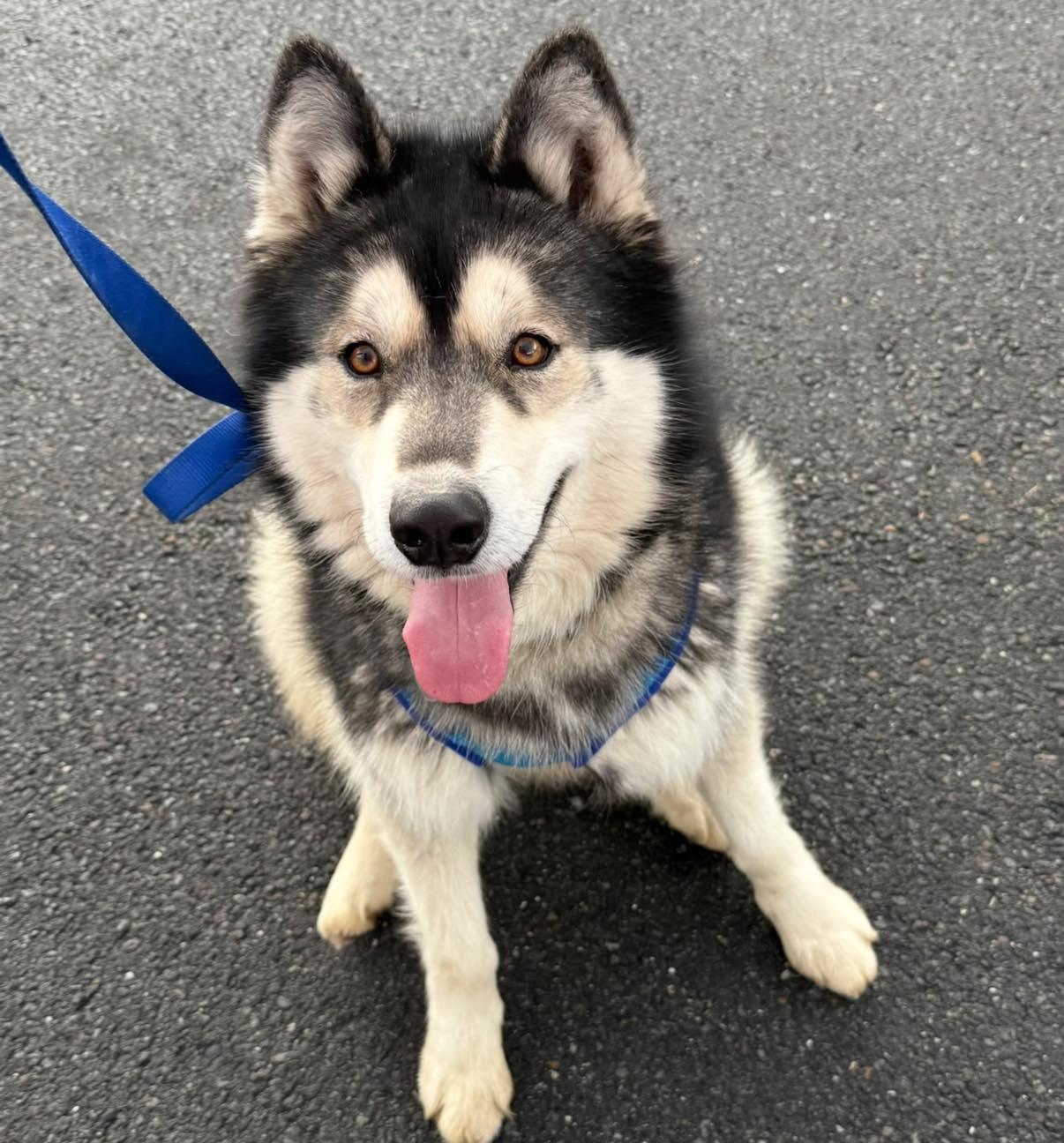 Baloo, Adoptable, Adult Male Siberian Husky.