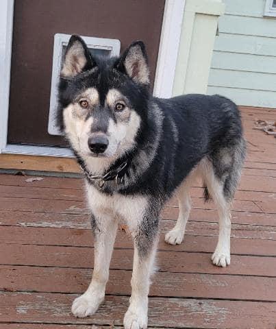 Baloo, Adoptable, Adult Male Siberian Husky.