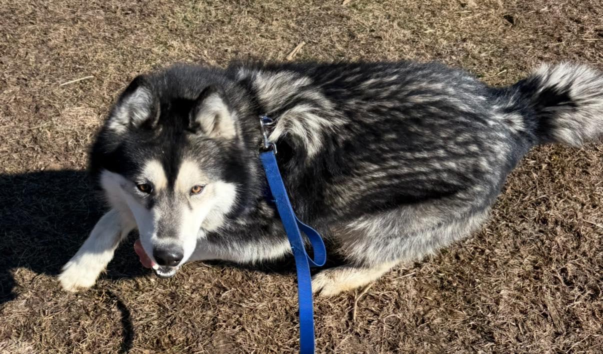 Enlarge Baloo, a Adoptable Siberian Husky in Catawissa, PA image 2/2