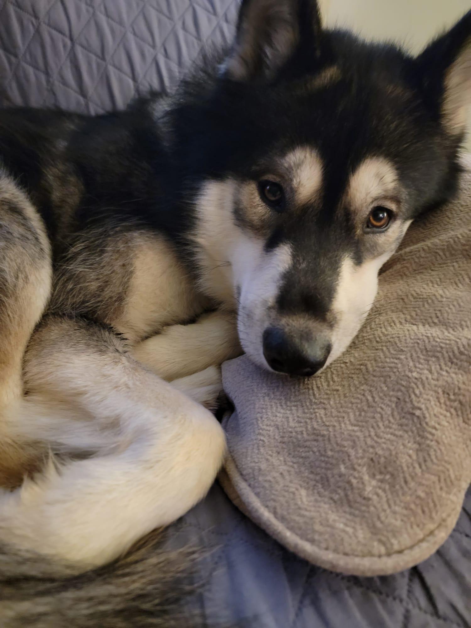 Baloo, a Adoptable Siberian Husky in Catawissa, PA image 5/5