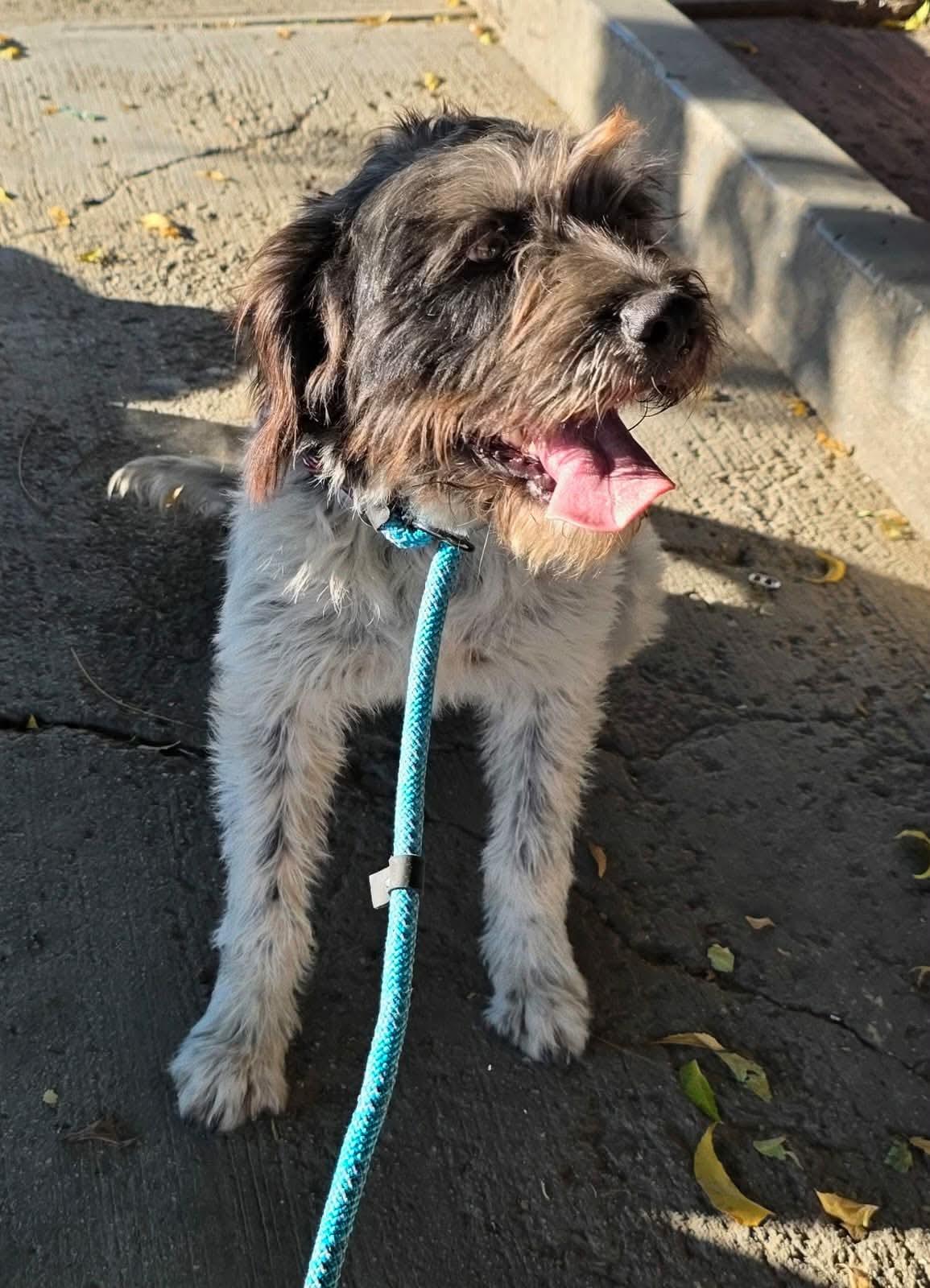 Enlarge Loretta, a ADOPTABLE mixed breed in Puyallup, WA image 2/3