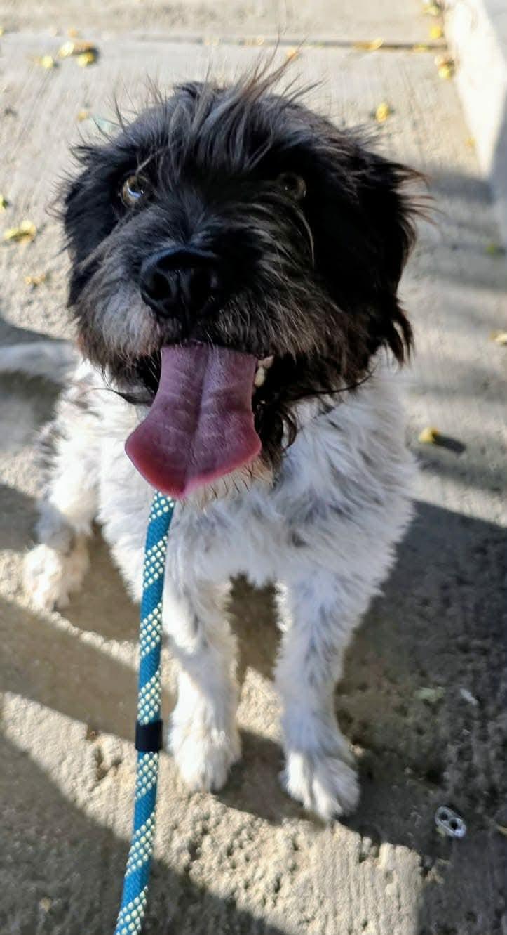 Loretta, ADOPTABLE, Young Female Terrier.