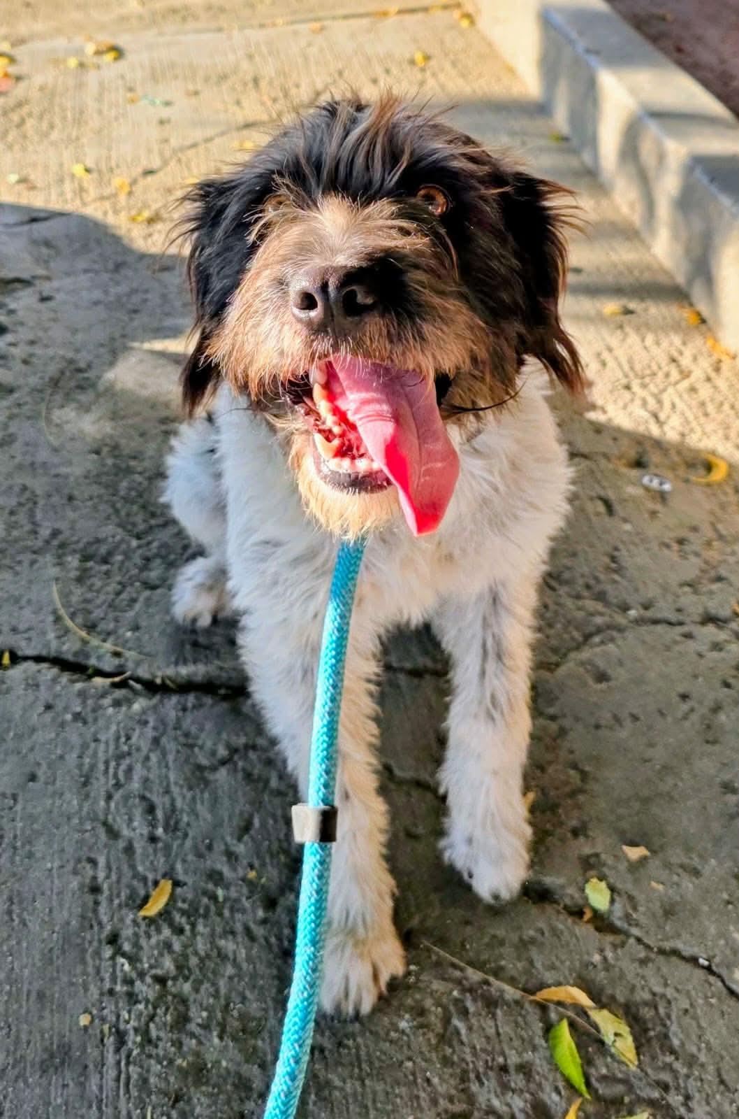 Enlarge Loretta, a ADOPTABLE mixed breed in Puyallup, WA image 3/3