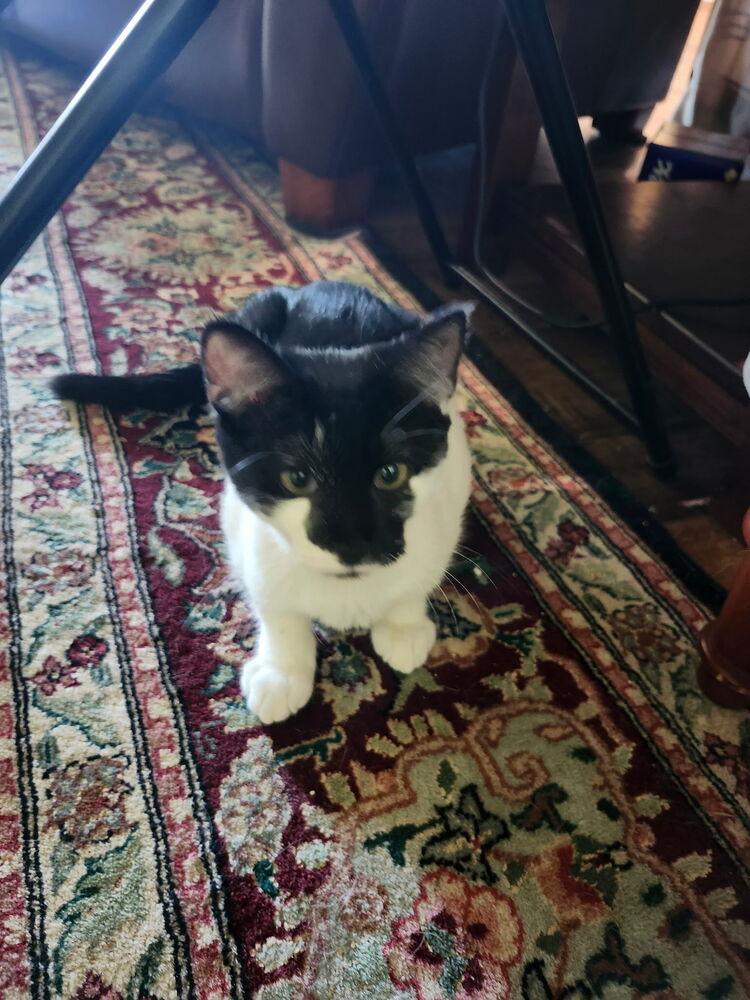 7829 Minnie, Adoptable, Kitten Female Domestic Short Hair.