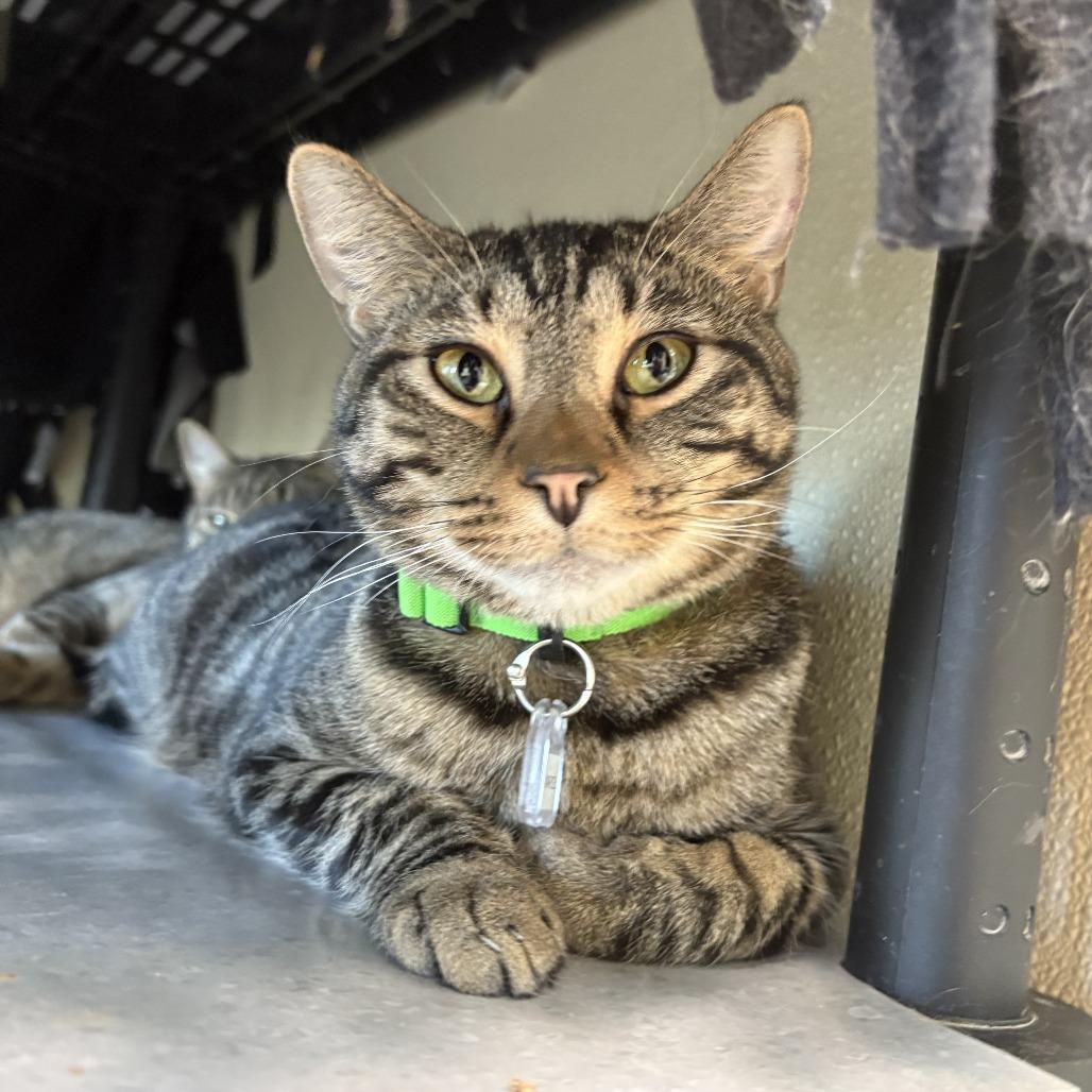 Enlarge Marcel (Naranchia), a Adoptable Domestic Short Hair in Lakewood, CO image 1/3